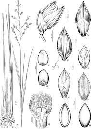 Image result for Panicum heterostachyum
