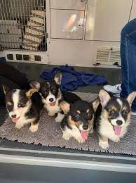 We did not find results for: Ohio Corgi Love Pups Home Facebook
