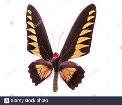 Encountering an orange butterfly could be an inspiration to be sociable and open to new encounters. Blue And Orange Butterfly Isolated On White Background Stock Photo Alamy