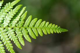 Image result for Dennstaedtiaceae