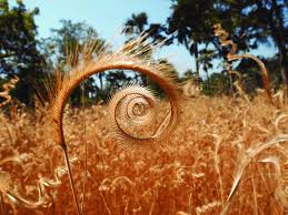 Image result for Ctenium