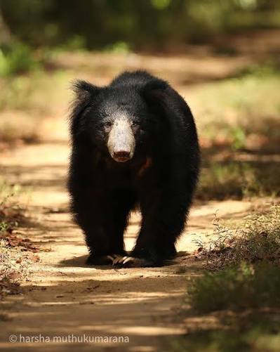 Sloth Bear