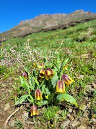 Image result for Crinum aurantiacum