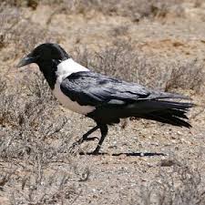 Name Small Birds Of South Africa Pied Crows Corvus Albus Inhabit Most Regions In Africa Certainly Thriving In South Africa Extremely Intelligent And O In 2020 Crow South African Birds Bird Species