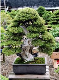 Langsam und allmählich zog japan. Pin Auf Bonsai Kosamono U Kokadama 2