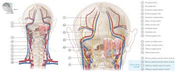 There is one carotid artery on each side of the neck, where its pulsation can be felt with a finger below the jaw bone. Overview Of The Head And Neck Region Amboss
