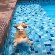 A common joke among corgi handlers is that if there were a party, cardigans would be the ones opening the door and pembrokes would be the ones having a pool party out in the back. Woof Woof Corgi Puppy Floating In Swimming Pool Facebook