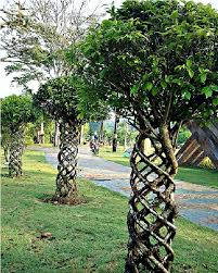 Maybe you would like to learn more about one of these? Spiral Trees Amazing Trees