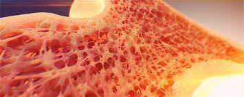 The smaller cross sectional area receives a higher stress for the same load, whereas the bigger cross sectional area receives a smaller stress. Alexey Kashpersky Official Website Bone Cross Section