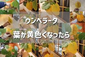 ウンベラータの葉が黄色くなったら ウンベラータブログ
