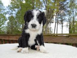 Black And White Sheepadoodle For Sale Black And White Sheepadoodle Sheepadoodle Puppy Puppy Adoption