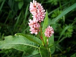 Image result for Nesogenaceae