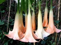 Burundanga — 1 ) droga ilìcita 2. Dato Curioso Flor De Campanita Campanilla Steemit