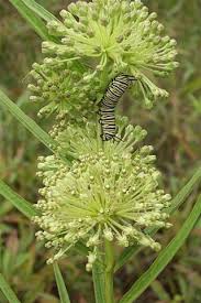 Tall Green Milkweed Asclepias Hirtella Asclepias Milkweed Native Plants