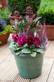 Six Pansy Container Ideas Winter Potted Plants Winter Container Gardening Winter Planter