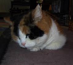 Wenn du dich für das einschläfern entscheidest, dann tötest du deine katze nicht. Sterbehilfe Bei Katze Einschlafern