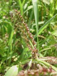 Image result for Echinochloa jubata