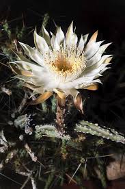 Image result for Cereus