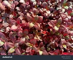 Image result for Cyathula