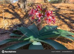 Image result for Ammocharis