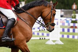 The winter olympic games (french: Bet You Didn T Know Equestrian Olympics Sports Facts