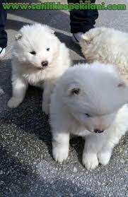 Samoyed Yavru Ilanlari 05412625853 Samoyed Samoyed Yavrusu