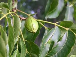 Image result for Carya illinoinensis
