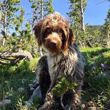 Check spelling or type a new query. Puppies For Sale Rocky Mountain Griffons Wirehaired Pointing Griffon