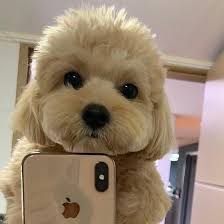 everydayluxs on instagram selfie paaa puri cute funny animals rich dog weird animals