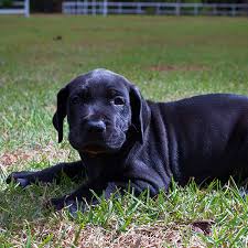 Check spelling or type a new query. Great Dane Puppies For Sale In Florida From Top Breeders