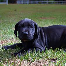 They are 7 weeks and completely weaned from mom and ready to go. Find Great Dane Puppies For Sale Breeders In California