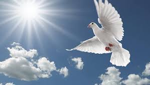 Hay una paloma blanca que está volando en éste lugar que está buscando donde posar! Sabe Cuales Son Los Simbolos Del Espiritu Santo
