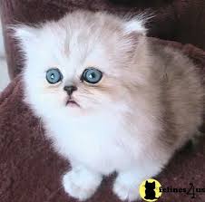 Black And White Ragdoll Cat Price Free Munchkin Kittens Munchkin Cat Price Uk Munchkinkittens Munchkin Cat Munchkin Cat Price Munchkin Kitten