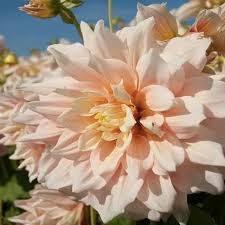 Peter Nyssen Bulbs And Plants On Instagram Love Cafe Au Lait Then Dahlia Breakout Is For You A Stunningly Planting Bulbs Planting Dahlias British Flowers