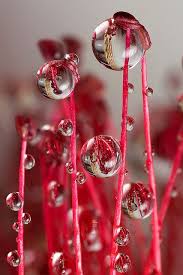 Raindrops On Bottlebrush 6 By Lord V Via Flickr Beautiful Macro Photography Macro Photography Examples Macro Photography