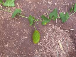 Image result for Momordica foetida