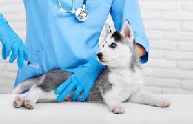 You can see how to get to vet vaccinations clinic at tractor supply co. Administering Canine 6way Single Dose Puppy Vaccine Lovetoknow