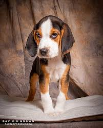Stunning hand crafted beagle accessories and jewelery available at paws passion shop! Circleville Oh Beagle Meet Dax A Pet For Adoption