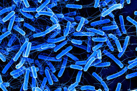 Image result for Clostridium