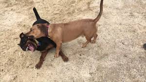 This is a brilliant, focused and hardworking. Rottweiler Vs Pitbull Mix Youtube