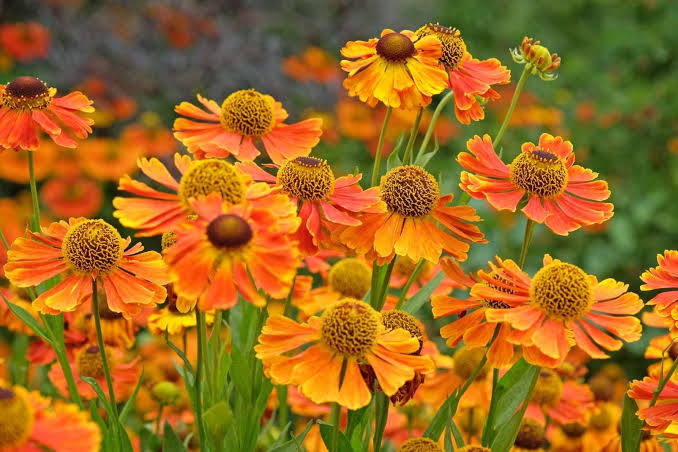Helenium: Care Tips for Vibrant Blooms - Portland Nursery