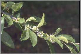 Image result for Buchnerodendron lasiocalyx