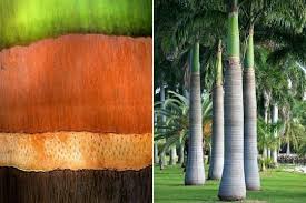 Passions Et Partage Reconnaitre Les Ecorces Des Arbres Palmier Royal Arbre Arbres Et Arbustes