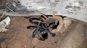 Hoje jax mostra a vocês os reais sintomas de uma picada o que fazer quando é picado por uma aranha armadeira (phoneutria nigriventer)? Datei Escorpiao Comendo Aranha Armadeira Jpg Wikipedia