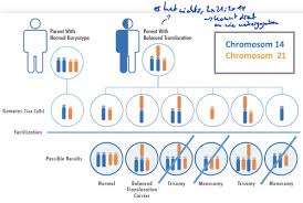 A robertson'sche translokation ist die häufigste art des menschlichen chromosoms translokation. Kv 12 13 Zytogenetik Flashcards Quizlet