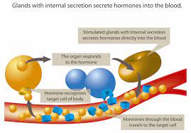 Most hormones can be detected in the blood. Hormone Imbalance And Hormone Level Testing Health Testing Centers