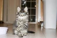 Image result for what to feed maine coon cats