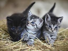 But it can vary from 61 to as long as 75 days when you know exactly when your cat was in heat. How Long Are Cats Pregnant Common Curiosities