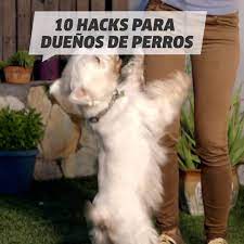 10 Hacks Que Puedes Hacer Con Tu Perro Y Te Agradecera Video Duenos De Perros Perros Imagenes De Perros