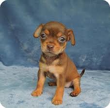 I crosspost dogs in nc shelters so they can get a home before they are killed. Charlotte Nc Chihuahua Meet Clara A Pet For Adoption